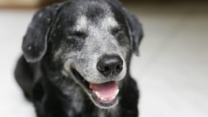 chien sourire