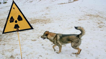 Chernobyl dog
