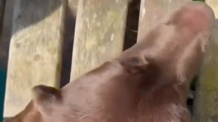 chien tête coincé banc