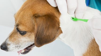 Tique du chien : symptômes et traitement