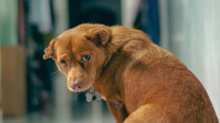 chien triste