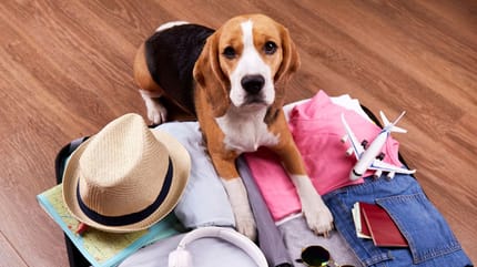 chien valise vacances