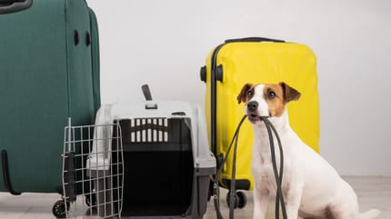 Chien valises