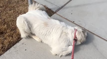 Cagnolina abbandonata