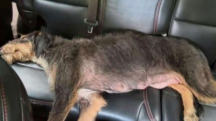 chienne allaitante