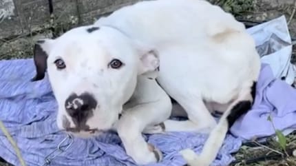 frightened dog