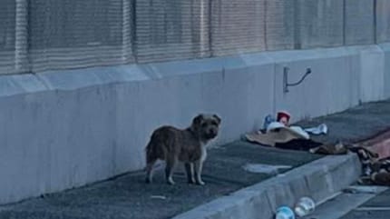 Chienne errante à Los Angeles