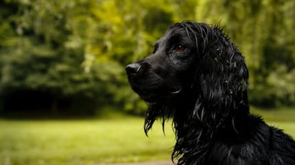 chienne Prince William et Kate Middleton