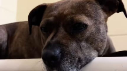 chienne triste