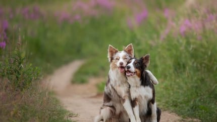 Chiens en train de se caliner