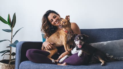 chiens canapé propriétaire