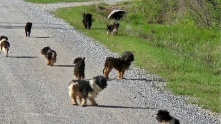 chiens dans la rue