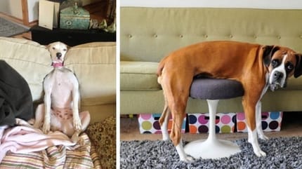 Chiens en difficulté avec nos meubles