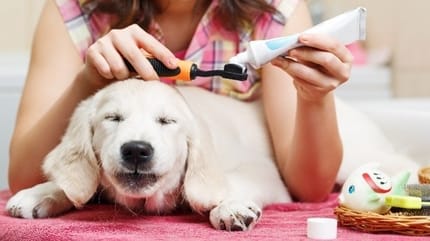 brosser les dents de son chien