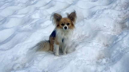 Chihuahua in de sneeuw redt baasje