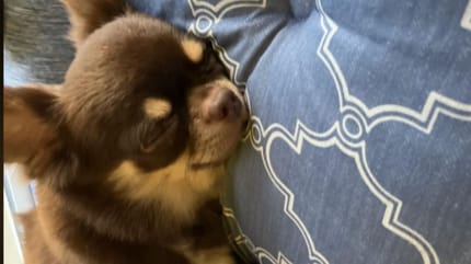 Chihuahua sleeping