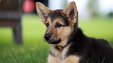 chiot berger allemand
