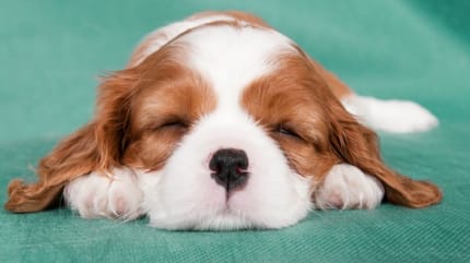 Cavalier King Charles Spaniel