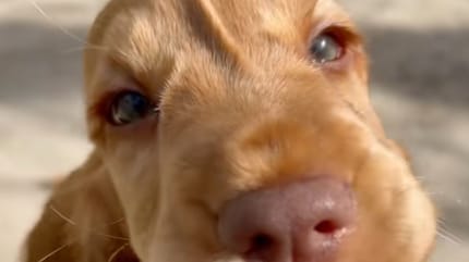 chiot Cocker Spaniel