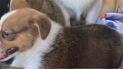 Chiot Corgi