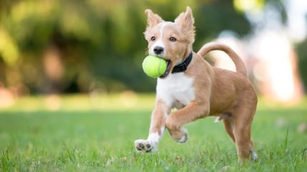 Chiot et balle