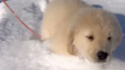 Chiot Golden Retriever