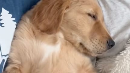 Chiot Golden Retriever