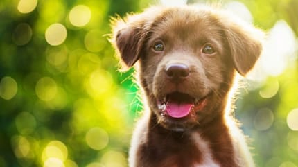 chiot place dans famille