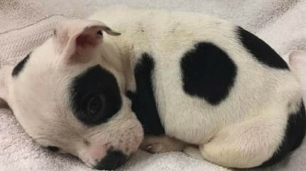 chiot trop mignon
