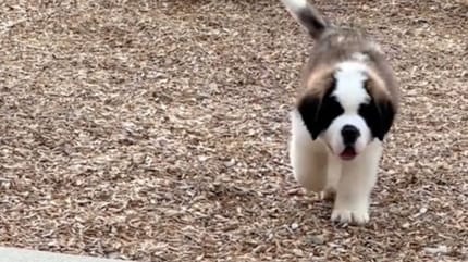 Chiot Saint-Bernard