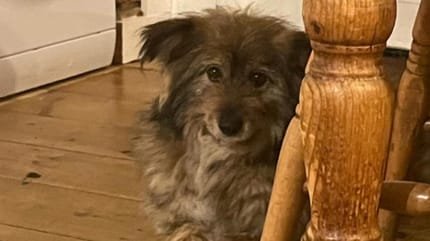 Chiot sous la table