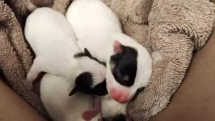 Chiots dans un carton