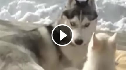 chiot husky maman