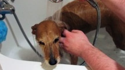 choisir shampoing chien