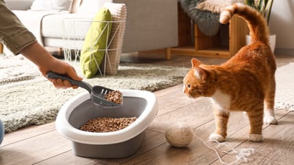 choisir la litière pour chat