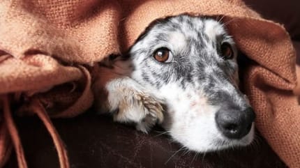 chien qui a du cholesterol