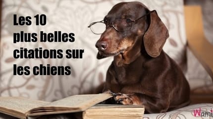 Chien livre citations