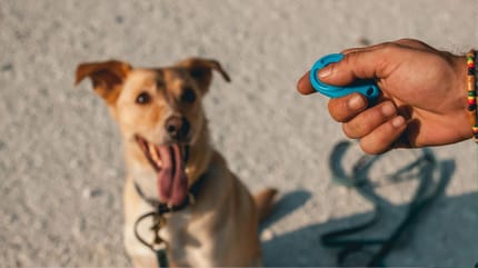 Clickertraining beim Hund