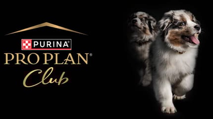 Club Pro Plan