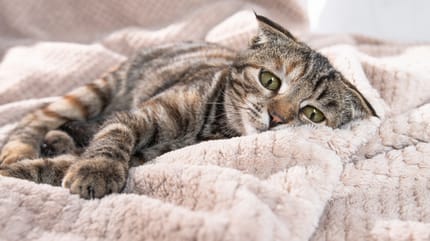 coccidi del gatto