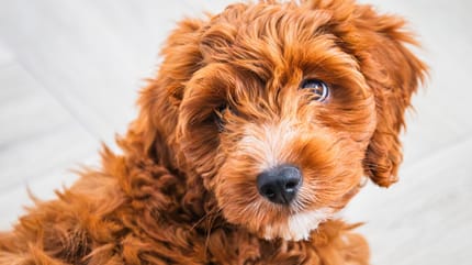 Cockapoo: Sein Temperament und Charakter