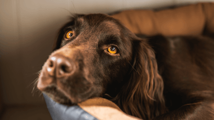 Cocker spaniel intoxiqué