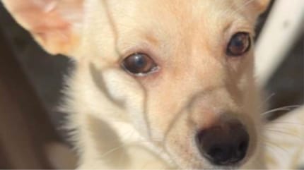 Coconut le chien