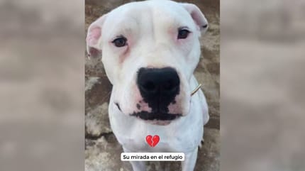 coctel-perro-pitbull-adopcion