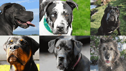 cane più forte del mondo