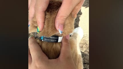 collier chat