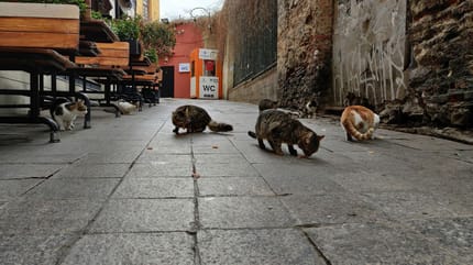 Colony of cats