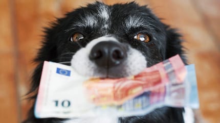 Combien coûte un chien