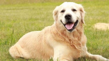 Golden Retriever