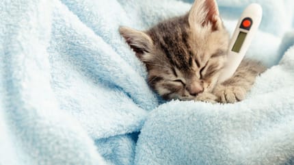 Come capire se il gatto ha la febbre